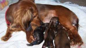 Колко месеца кучето кара кученцата